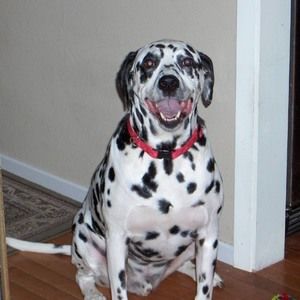 Meet your Posher, Suzanne